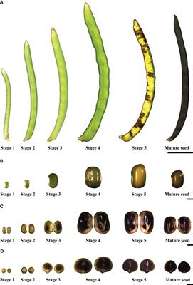 Transcriptomics and starch biosynthesis analysis in leaves and developing seeds of mung bean provide a basis for genetic engineering of starch composition and seed quality